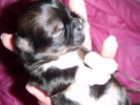 /album/galeria-de-fotos-filhotes-disponiveis/femea-d1-jpg/